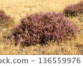 Heather in bloom on the Veluwe in the Netherlands 136559976
