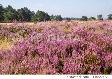 Heather in bloom on the Veluwe in the Netherlands Heather in bloom on the Veluwe in the Netherlands 136559979