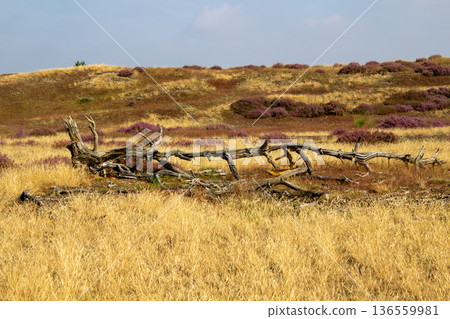 Heather in bloom on the Veluwe in the Netherlands Heather in bloom on the Veluwe in the Netherlands 136559981
