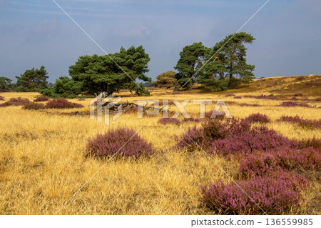 Heather in bloom on the Veluwe in the Netherlands 136559985