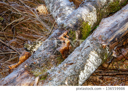 Chopped branches usefull as firewood 136559986