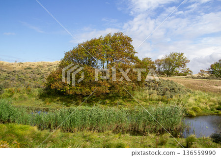Dune Landscape in Kennemerland, the Netherlands 136559990