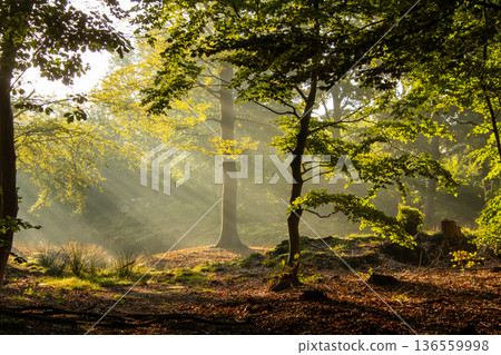 Sunset on a misty morning in Hoogersmilde Sunset on a misty morning in Hoogersmilde 136559998