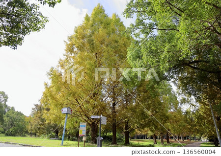 秋天的公園,水杉葉變色 秋天的公園,水杉葉變色 136560004
