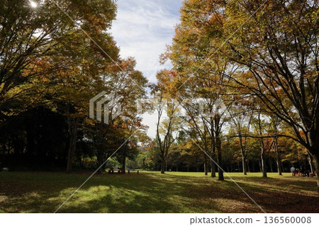 Autumn park 136560008