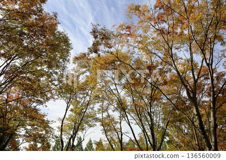 Autumn park 136560009