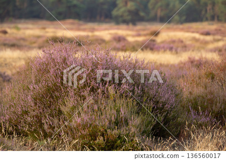 Heather in bloom on the Veluwe in the Netherlands Heather in bloom on the Veluwe in the Netherlands 136560017