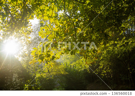 Sunset on a misty morning in Hoogersmilde 136560018