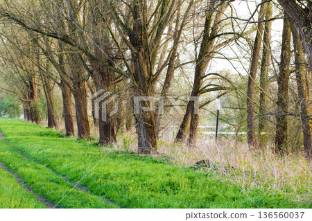 Treelined floodplain connected to the Bijland. Treelined floodplain connected to the Bijland. 136560037