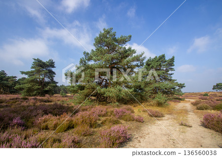 Heather in bloom on the Veluwe in the Netherlands Heather in bloom on the Veluwe in the Netherlands 136560038