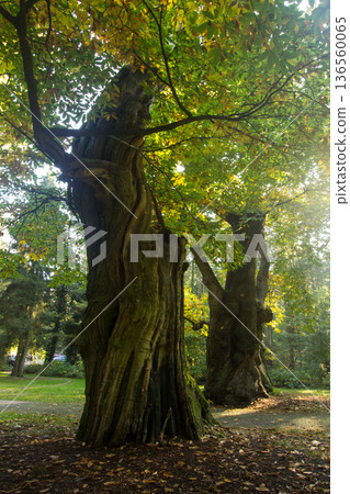 Park Zypendaal in Arnhem on the Veluwe 136560065
