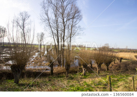 Floodplain landscape in Aerdt Floodplain landscape in Aerdt 136560084
