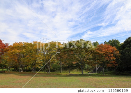 秋天的公園 136560169