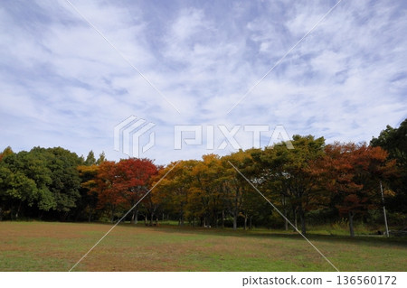 Autumn park Autumn park 136560172