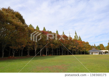 Autumn park Autumn park 136560173
