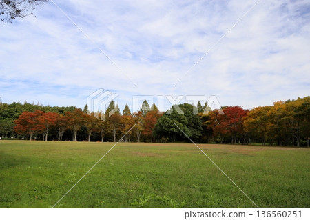 秋天的公園 136560251