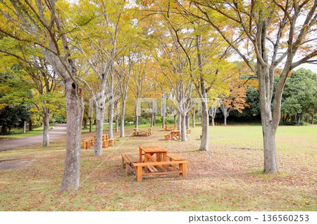 秋天的公園 136560253