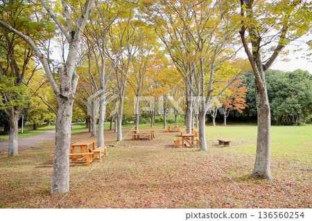 秋天的公園 秋天的公園 136560254