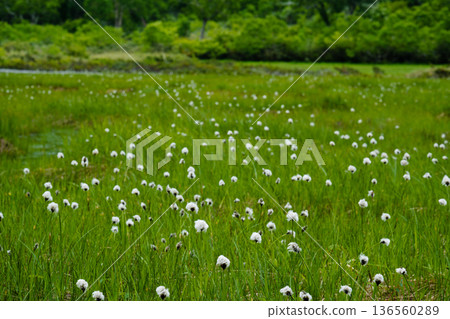 A landscape of cotton grass and ponds at Shinsen-numa Natural Recreation Forest A landscape of cotton grass and ponds at Shinsen-numa Natural Recreation Forest 136560289