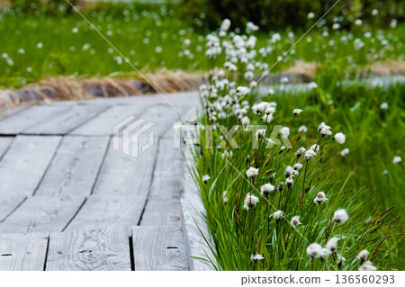 新泉沼自然休閒森林的棉草和木棧道景色 136560293