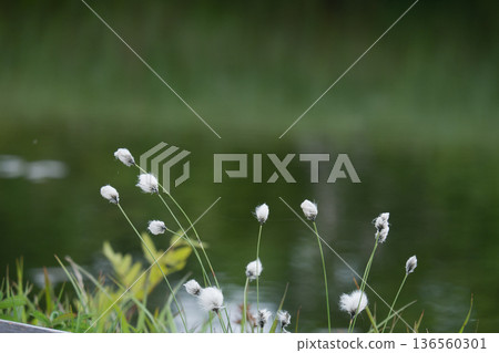 新泉沼自然休閒森林的棉草與池塘景觀 136560301