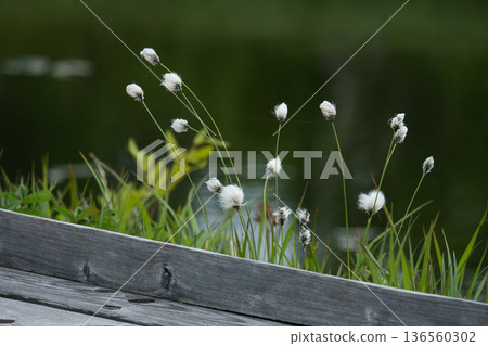新泉沼自然休閒森林的棉草、木棧道和池塘構成了一幅美麗的景觀。 新泉沼自然休閒森林的棉草、木棧道和池塘構成了一幅美麗的景觀。 136560302