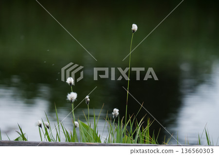 A landscape of cotton grass and ponds at Shinsen-numa Natural Recreation Forest A landscape of cotton grass and ponds at Shinsen-numa Natural Recreation Forest 136560303