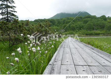 Shinsen-numa Natural Recreation Forest - Scenery of cottongrass and boardwalks - Shinsen-numa Wetland and surrounding mountains and forests Shinsen-numa Natural Recreation Forest - Scenery of cottongrass and boardwalks - Shinsen-numa Wetland and surrounding mountains and forests 136560317