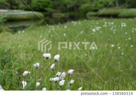 A landscape of cotton grass and ponds at Shinsen-numa Natural Recreation Forest A landscape of cotton grass and ponds at Shinsen-numa Natural Recreation Forest 136560319