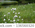 A landscape of cotton grass and ponds at Shinsen-numa Natural Recreation Forest 136560320