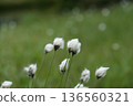 Cotton grass and scenery at Shinsen-numa Natural Recreation Forest 136560321