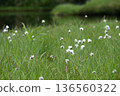 A landscape of cotton grass and ponds at Shinsen-numa Natural Recreation Forest 136560322