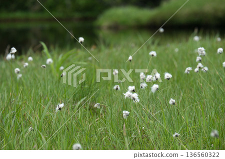 A landscape of cotton grass and ponds at Shinsen-numa Natural Recreation Forest A landscape of cotton grass and ponds at Shinsen-numa Natural Recreation Forest 136560322