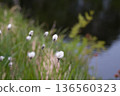 A landscape of cotton grass and ponds at Shinsen-numa Natural Recreation Forest 136560323