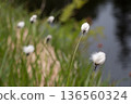 A landscape of cotton grass and ponds at Shinsen-numa Natural Recreation Forest 136560324
