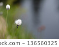 A landscape of cotton grass and ponds at Shinsen-numa Natural Recreation Forest 136560325
