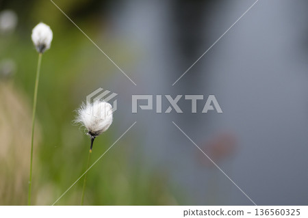 A landscape of cotton grass and ponds at Shinsen-numa Natural Recreation Forest A landscape of cotton grass and ponds at Shinsen-numa Natural Recreation Forest 136560325