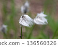 A landscape with cottongrass in Shinsen-numa Natural Recreation Forest 136560326