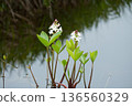 Scenery of Menyanthes trifoliata and ponds in Shinsen-numa Natural Recreation Forest 136560329