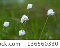 A landscape of cotton grass and ponds at Shinsen-numa Natural Recreation Forest 136560330