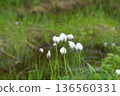 A landscape of cotton grass and ponds at Shinsen-numa Natural Recreation Forest 136560331