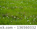 A landscape of cotton grass and ponds at Shinsen-numa Natural Recreation Forest 136560332