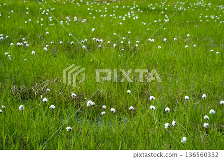 A landscape of cotton grass and ponds at Shinsen-numa Natural Recreation Forest A landscape of cotton grass and ponds at Shinsen-numa Natural Recreation Forest 136560332