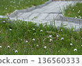 A landscape of cottongrass and boardwalks in Shinsen-numa Natural Recreation Forest 136560333