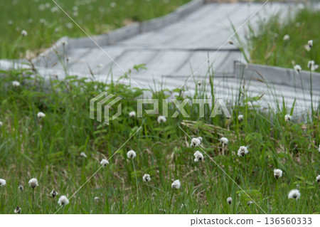 A landscape of cottongrass and boardwalks in Shinsen-numa Natural Recreation Forest A landscape of cottongrass and boardwalks in Shinsen-numa Natural Recreation Forest 136560333