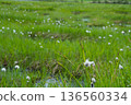 A landscape of cotton grass and ponds at Shinsen-numa Natural Recreation Forest 136560334