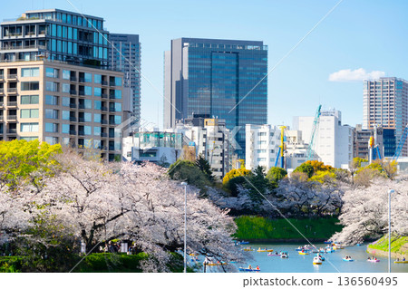皇宮外苑千鳥淵的櫻花盛開 皇宮外苑千鳥淵的櫻花盛開 136560495