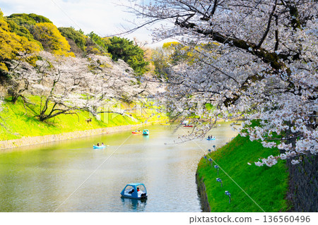 Cherry blossoms at Chidorigafuchi in the outer gardens of the Imperial Palace 136560496