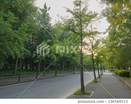 初夏的陽光灑在鬱鬱蔥蔥的公園裡,一條綠樹成蔭的大道蜿蜒而過。 初夏的陽光灑在鬱鬱蔥蔥的公園裡,一條綠樹成蔭的大道蜿蜒而過。 136560523