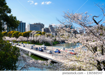 東京的春天，千鳥淵（皇居外苑）的櫻花盛開。 136560547